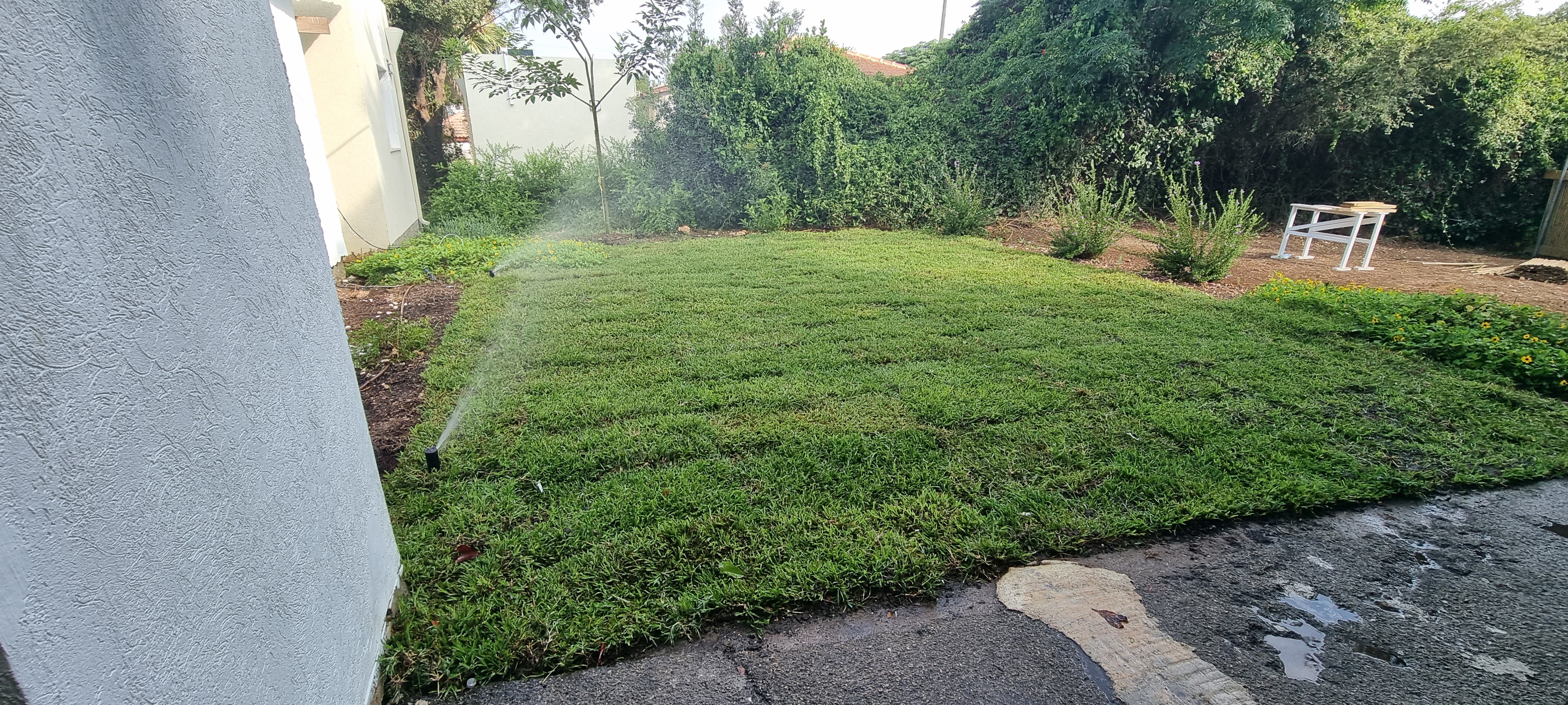 דשא חי מסוג דרבן